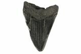Bargain, Fossil Megalodon Tooth #168940-2